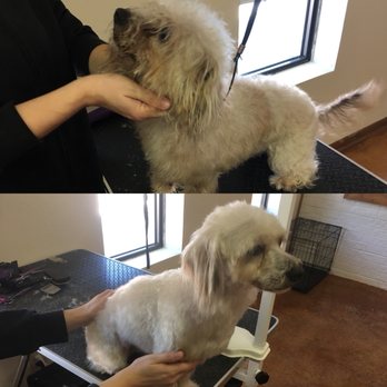 Mutts N Shaved Butts - Pet Groomers Near Me - Tyler, Texas Mutts N Shaved Butts - Pet Groomers Near Me - Tyler, Texas