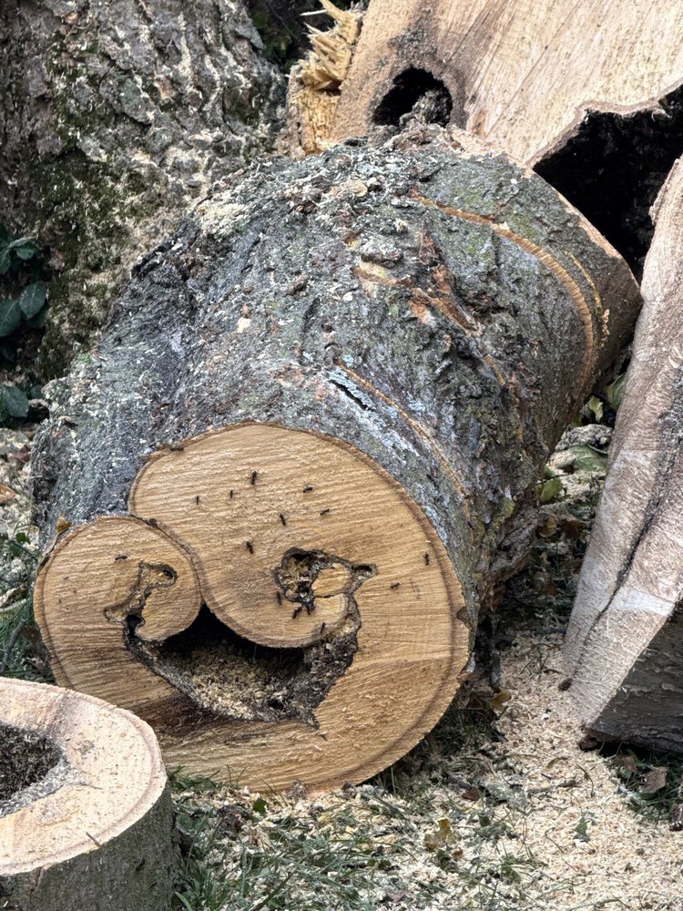 Tree Masters of Tennessee - tree service in Nashville, TN