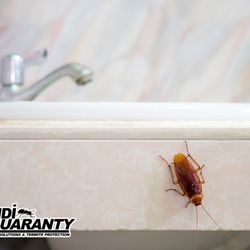Dandi Guaranty Pest Solutions And Termite Protection