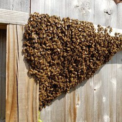 Angry Bee - Humanly took these bad boys to put to good use.