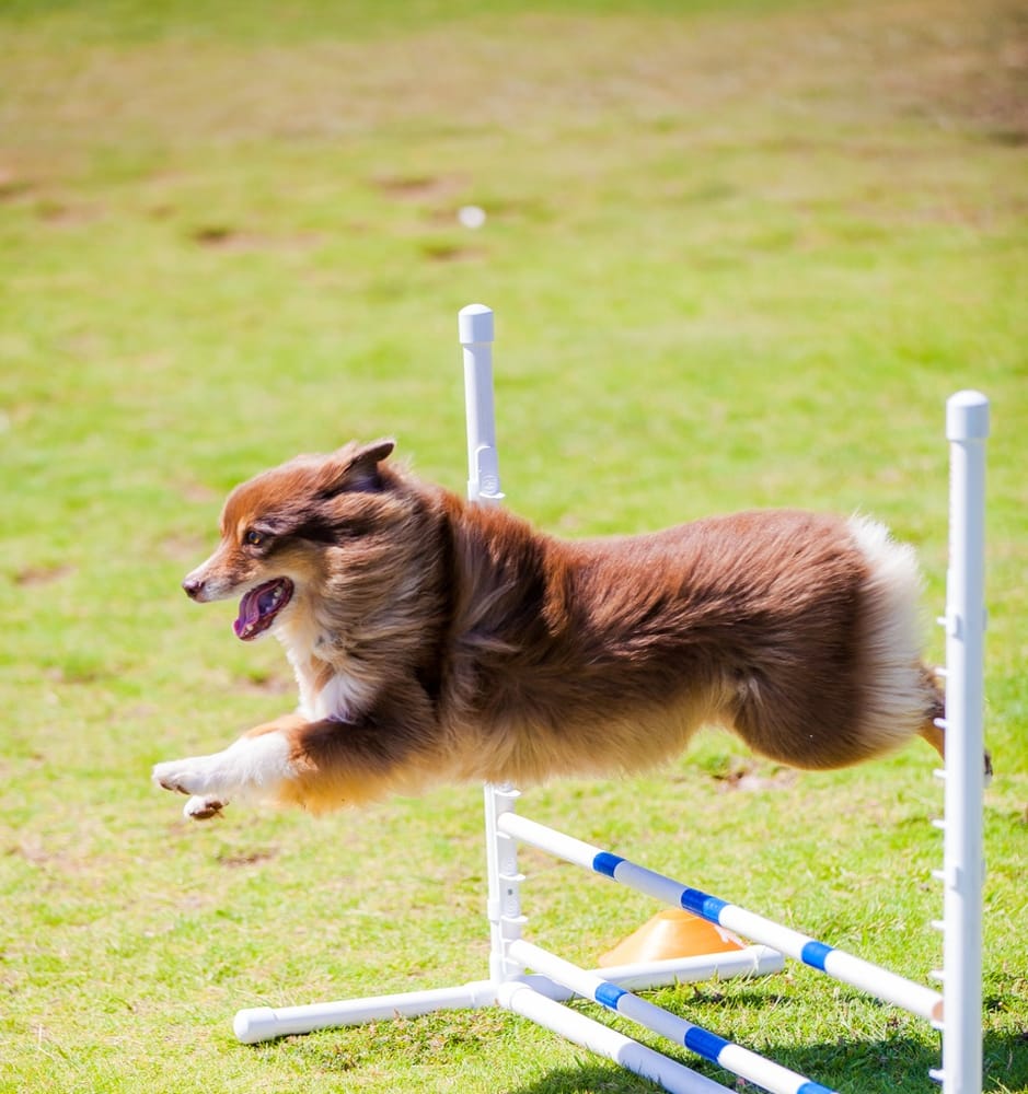 MAUI DOG AGILITY Updated July 2024 Kihei, Hawaii Pet Training