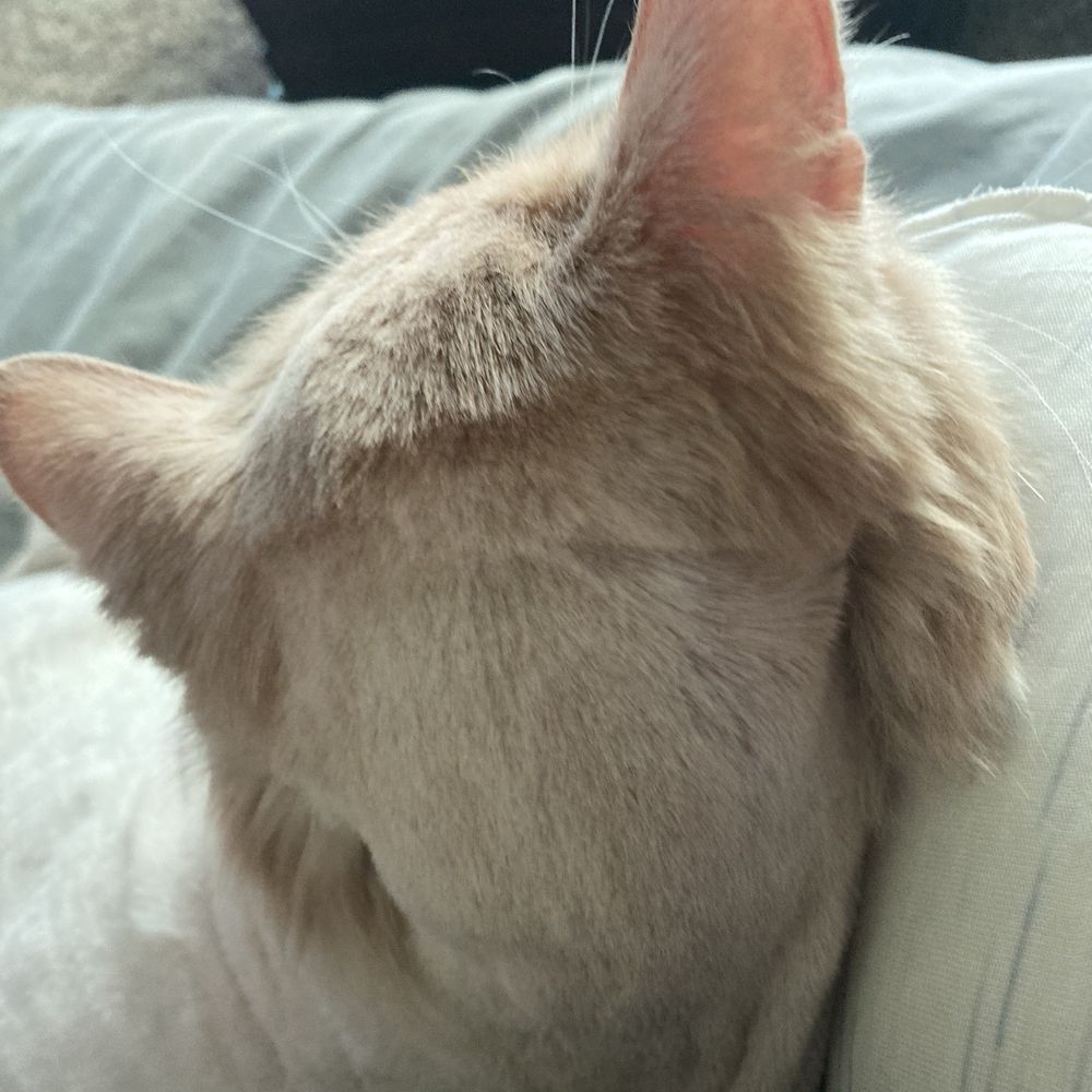 In no way is this a lion cut. Looks like a 5 year old did it. Completely unsatisfied and appalled this place can see this as acceptable.