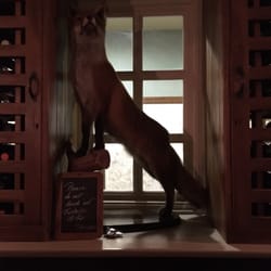 The ebrington arms - Say hello to the fox