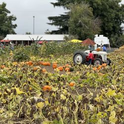 Country Pumpkins