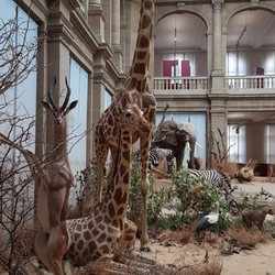 Zoologisches Forschungsmuseum Alexander Koenig - Natural history museum