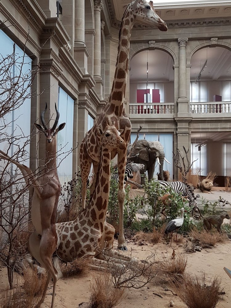 Zoologisches Forschungsmuseum Alexander Koenig