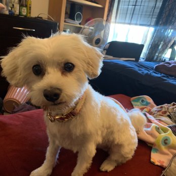 All Paws Pet Grooming - Pet Groomers Near Me - Poway, California