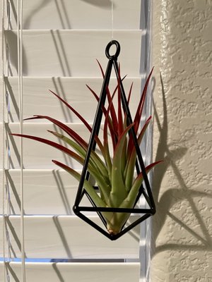 Leucadia Farmers Market by null