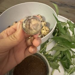 L.A. Water/ Balut-Hot Vit Lon - That's what it looks like inside