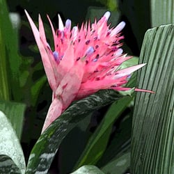Jardins Du Monde