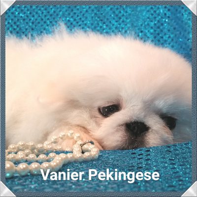 vanier pekingese
