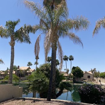 Yahweh tree and landscape - Dead palms - Tree Services Near Me Yahweh tree and landscape - Dead palms - Tree Services Near Me