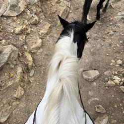 Jackson's Stables