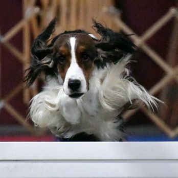 Downs Lake Kennels - Pet Breeders Near Me Downs Lake Kennels - Pet Breeders Near Me