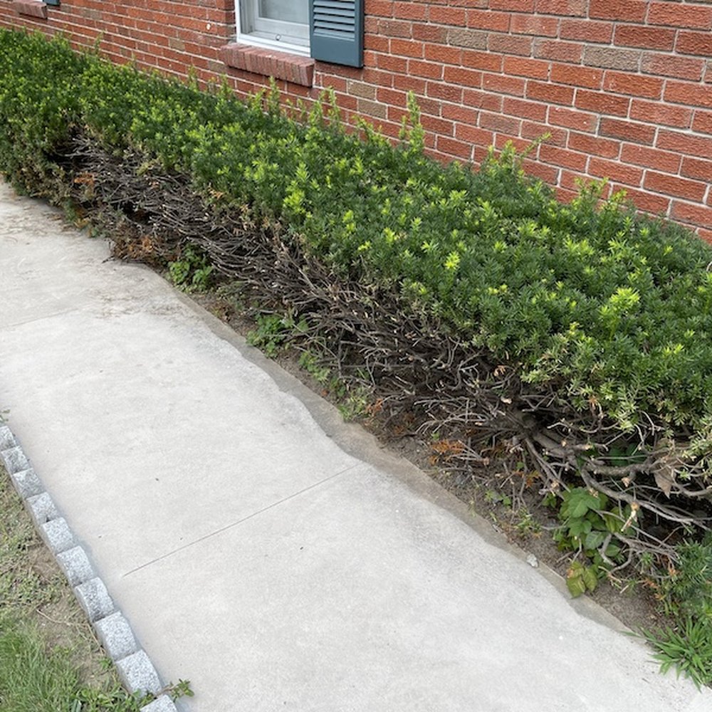 AGM Construction - Shrubs hacked without permission before attempting resurfacing. - Masonry/Concrete Near Me - Beverly, Massachusetts AGM Construction - Shrubs hacked without permission before attempting resurfacing. - Masonry/Concrete Near Me - Beverly, Massachusetts