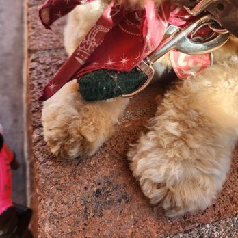 Fluffy Puppy - Look at those paws! - Pet Groomers Near Me - Pasadena, California Fluffy Puppy - Look at those paws! - Pet Groomers Near Me - Pasadena, California