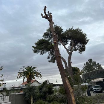 J Ramirez Tree Services - Tree Services Near Me