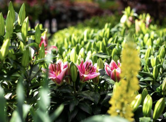 Lowe's Home Improvement by null