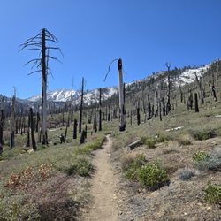 San Gorgonio South Fork Trail