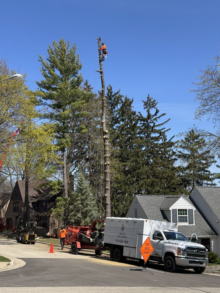 Nellen Tree Works - tree service in Brookfield, WI