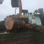 Photo of Douglas Cicileo Tree and Arborist Services