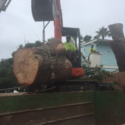 Douglas Cicileo Tree and Arborist Services - Working Smarter not harder on our pine removals.