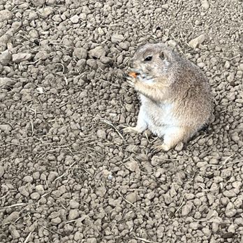Boulder Ridge Wild Animal Park - Prairie Dogs - Zoos Near Me - Alto, Michigan Boulder Ridge Wild Animal Park - Prairie Dogs - Zoos Near Me - Alto, Michigan