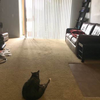 JC Flooring and Design - Before: Old carpeting and our cat! - Flooring Near Me JC Flooring and Design - Before: Old carpeting and our cat! - Flooring Near Me