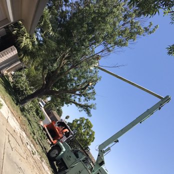 Acampo Tree Service - Tree Services Near Me - Lodi, California
