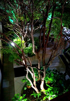 Paraíso Tropical by null