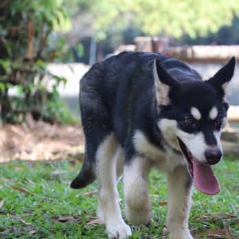 CuraPet Animal Clinic - Veterinarians Near Me - Manila, NCR CuraPet Animal Clinic - Veterinarians Near Me - Manila, NCR