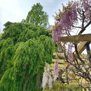 Brookside Gardens  - Wisteria - Botanical Gardens Near Me - Wheaton, Maryland