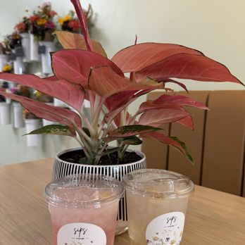 Springly - Rosie Posie and Lyzzy bubblers - Vietnamese Near Me - Fresno, California