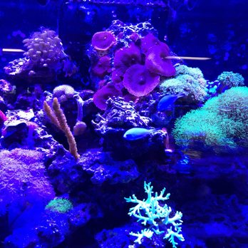Fish Collection - Amazing - Aquarium Services Near Me - Miami, Florida