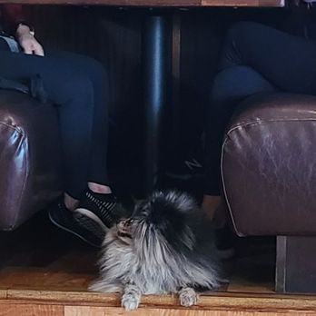 Prime Cut Cafe - Long haired dog seated near us. - Steakhouses Near Me - Orange, California