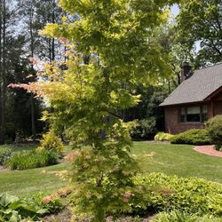Decker's Nursery - Healthy tree