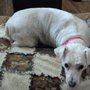 Photo of Woof's Play & Stay