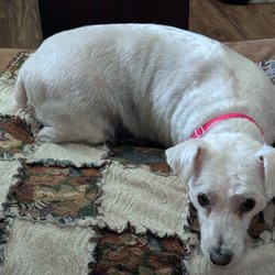 Woof's Play & Stay