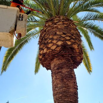 Pete's Tree Service - Tree Services Near Me - Exeter, California Pete's Tree Service - Tree Services Near Me - Exeter, California