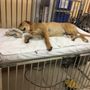 Photo of Phillip's Small Animal Clinic