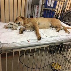 Phillip's Small Animal Clinic - December 2017: Huck was injured in car accident. **picture is him in Decatur.
