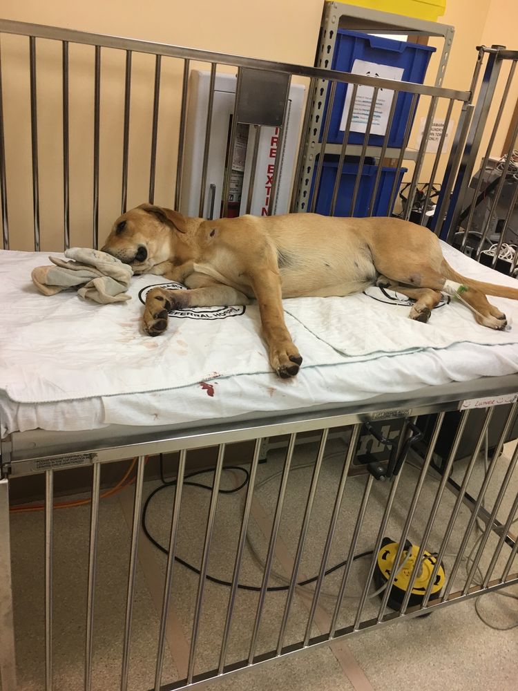 PHILLIP’S SMALL ANIMAL CLINIC Updated October 2024 19855 John T