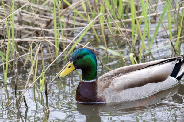 Laguna de Santa Rosa Trail by null