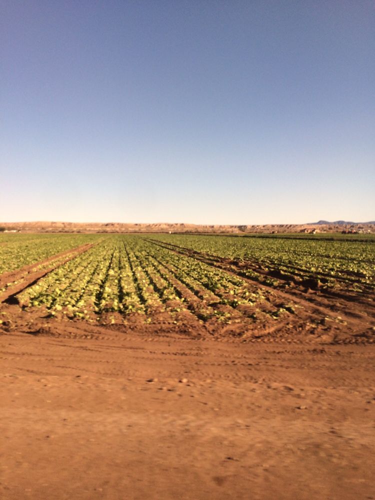 WINTERHAVEN CITY Updated June 2024 Winter Haven, California Local