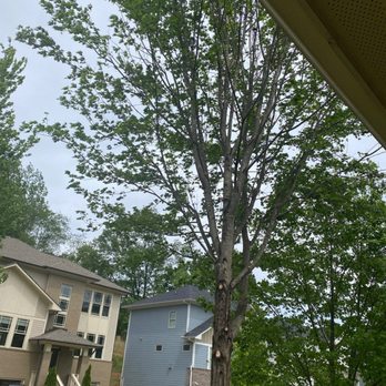 Atlanta Area Tree Service 12 Reviews Tree Services 1572 Alder Ct Se Atlanta Ga Phone Number