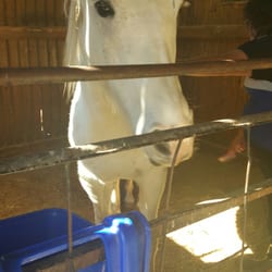 Fairbrook Stables - Sweetpea