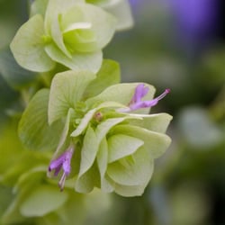 Kingwood Gardens - Lee's Ornamental Oregano...absolutely beautiful.  A delight on the dinner plate for color.