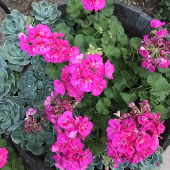 Matteo's Pizza & Bistro - Pretty Potted Things - Pizza Near Me - Carmichael, California Matteo's Pizza & Bistro - Pretty Potted Things - Pizza Near Me - Carmichael, California