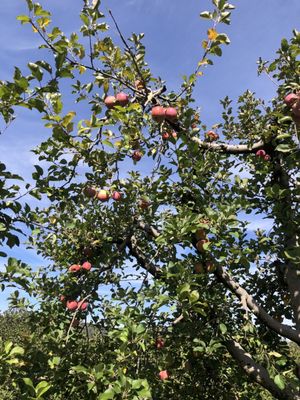 Marker-Miller Orchards by null