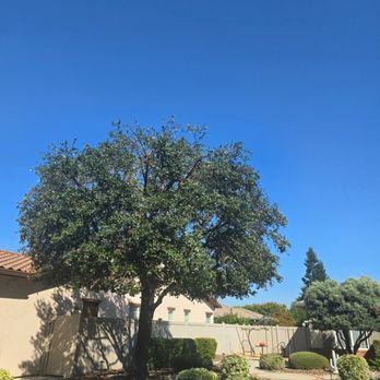 alturas Tree Service - after - Tree Services Near Me - Modesto, California alturas Tree Service - after - Tree Services Near Me - Modesto, California